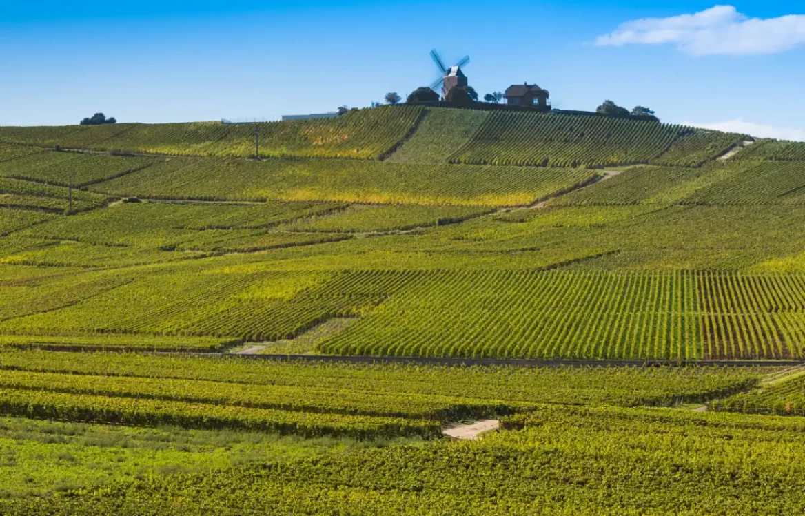 Champagne Landscape